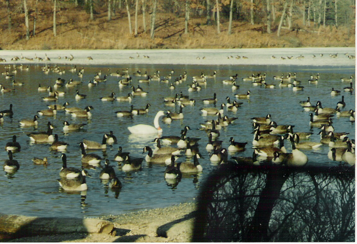 Geese at Rothwell Park Lake